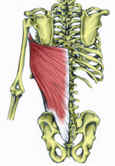Latissimus dorsi