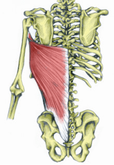 Latissimus dorsi